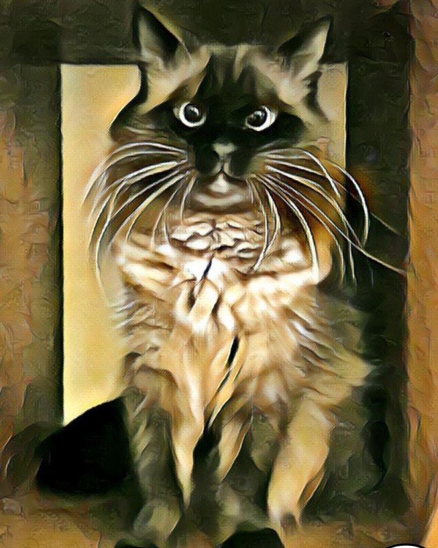 Котовторник. Пополнение семейства