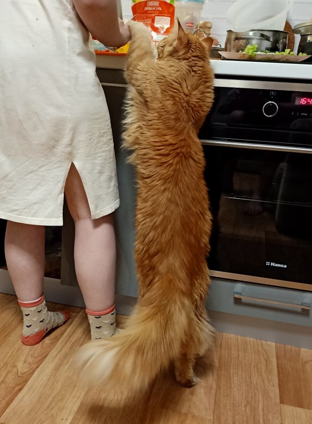 Котовторнику быть!