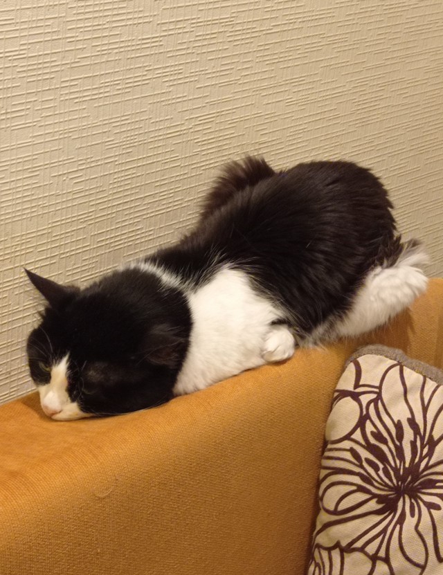 Всех с праздничком, но про котовторник не забываем))