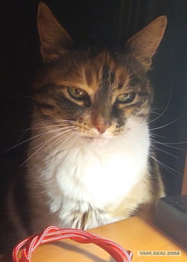 Даешь котовторник!