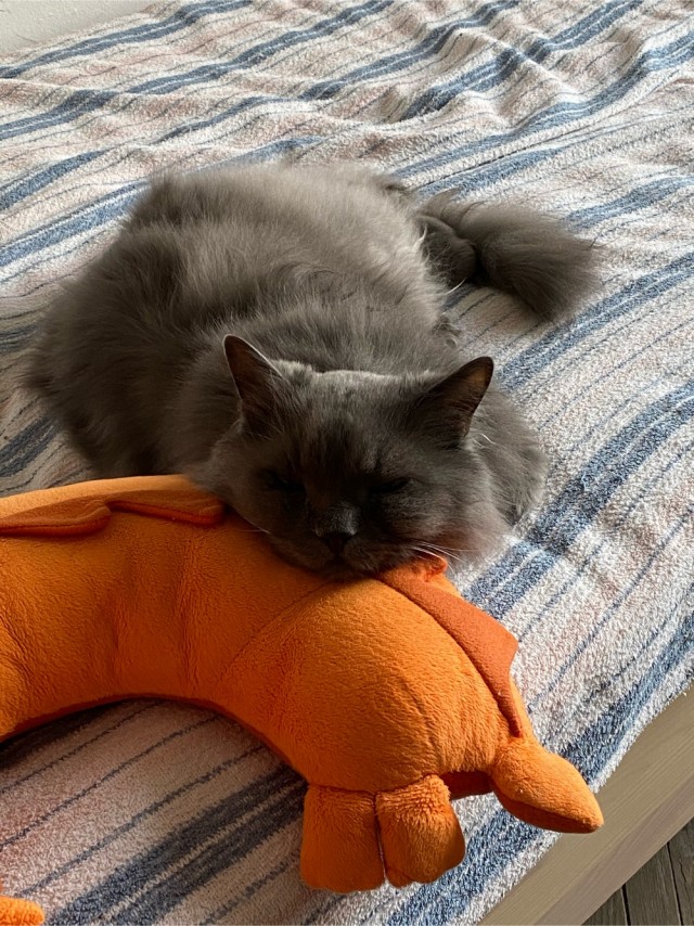 Даешь котовторник!