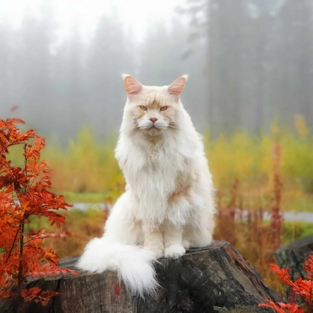 Разные котики