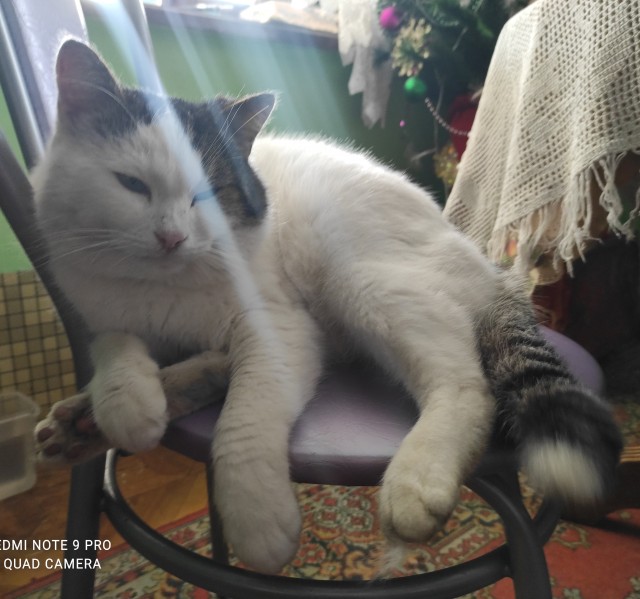 Котовторник 11.01.22