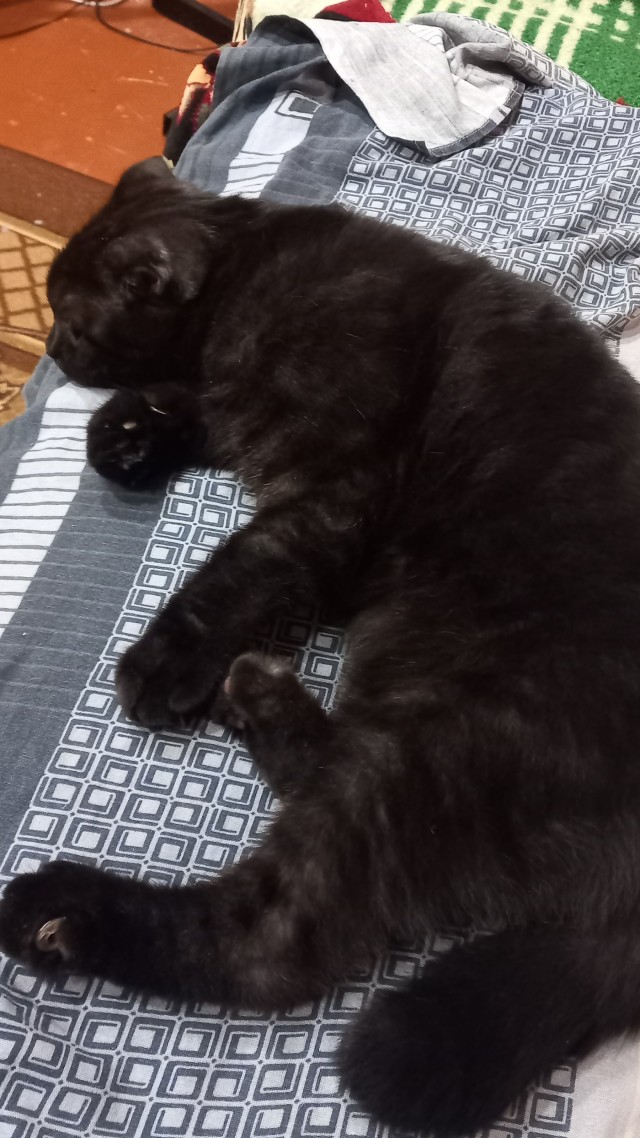 МИРУ - МИР ! Котикам - котовторник !