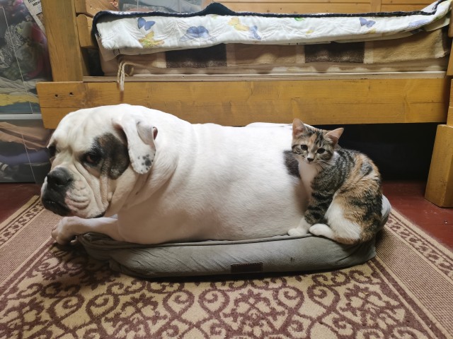 Как кошка с собакой