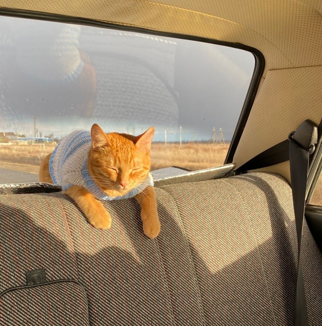 Ну, поехали в котоввторник!