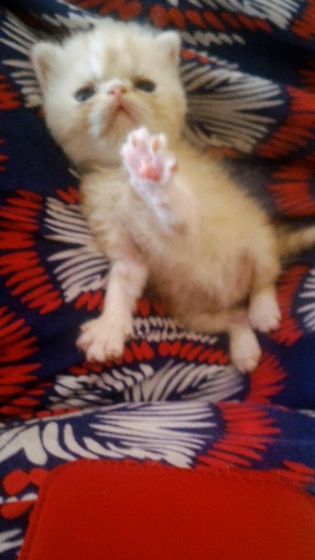 Котоферма