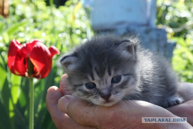 Ну и пусть не котофторнег... Ищем котёнку семью!