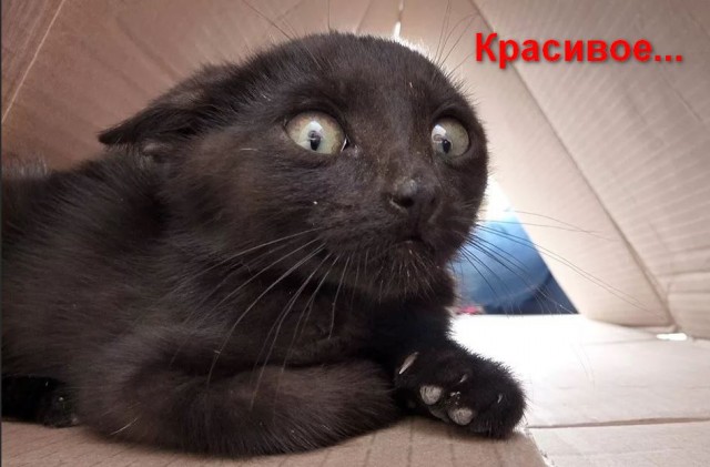 Тварь из мрака веков