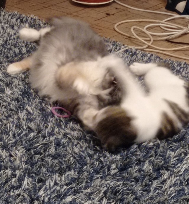Котовторник 18.10.22