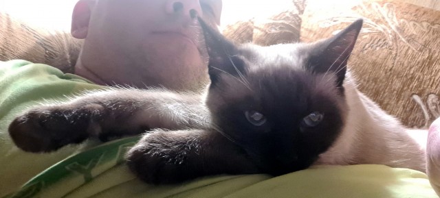 А как вы спите с котиком?