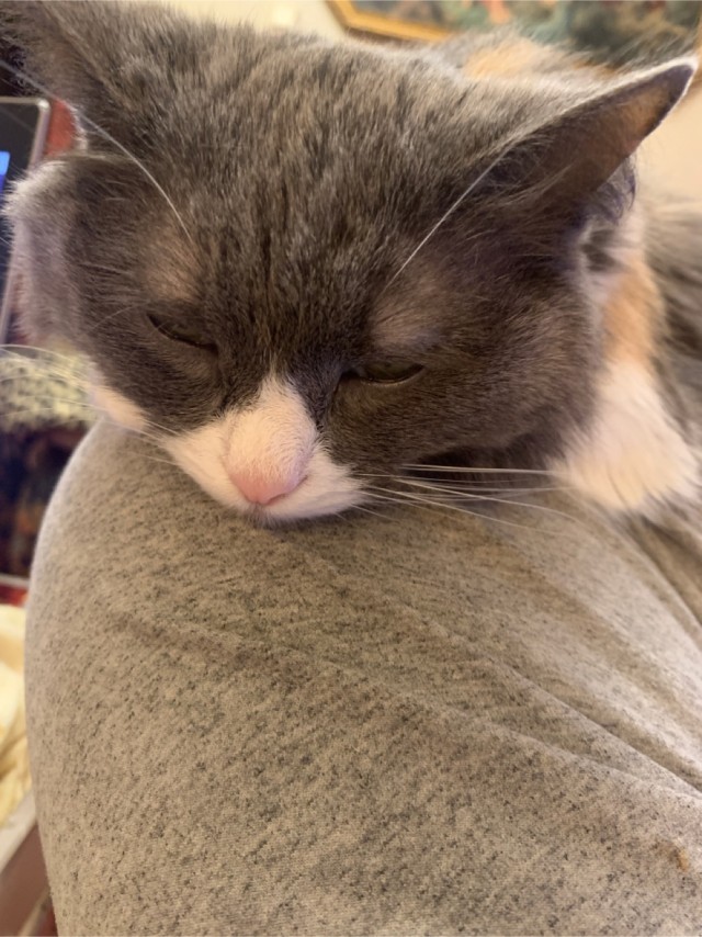 Котовторнику посвящается