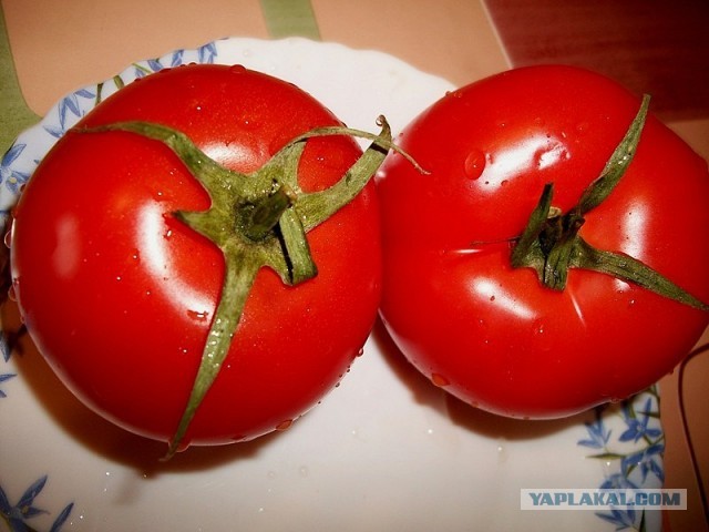 Острые томатные супы, Mitsv + FrauMarta = помидор