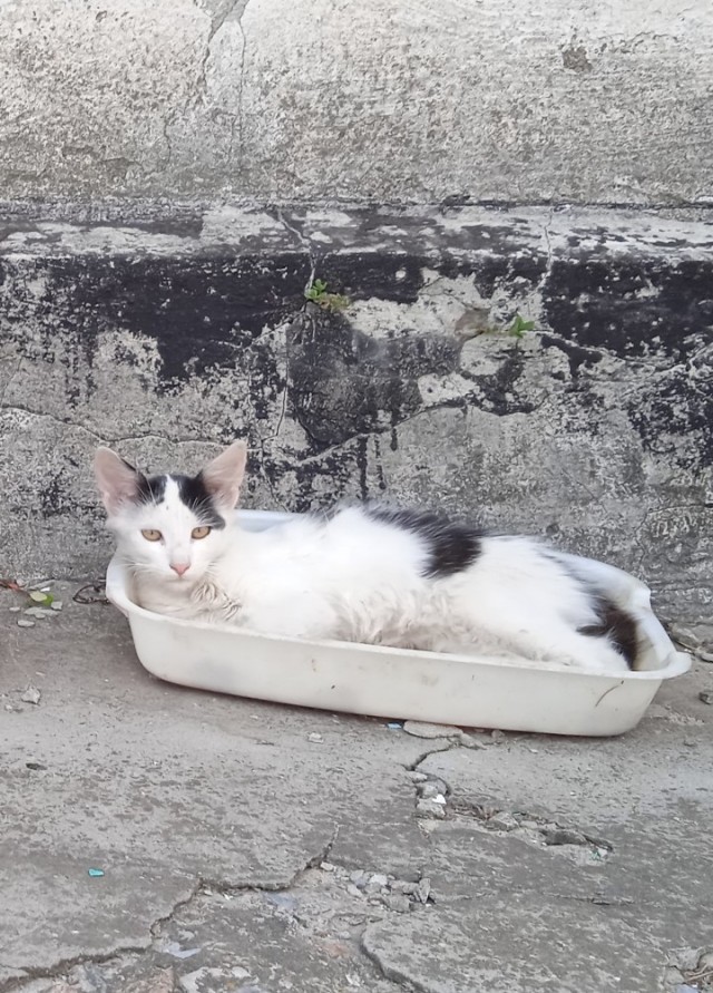 Пожалуй, лучше и не скажешь