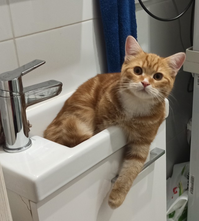 Котофторниг