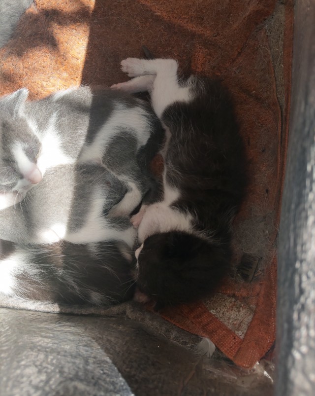 Кошаки на даче
