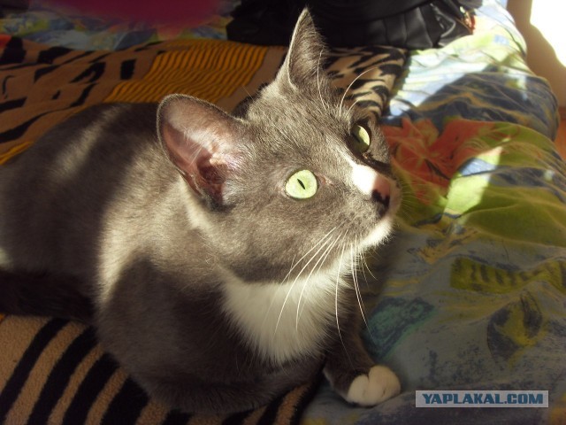 Котовторник 30.04.2013