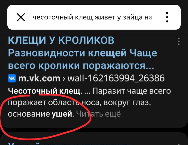 Заяц-беляк: Теперь язык не повернётся называть зайца трусом. Почему хищники часто избегают охоты на него?