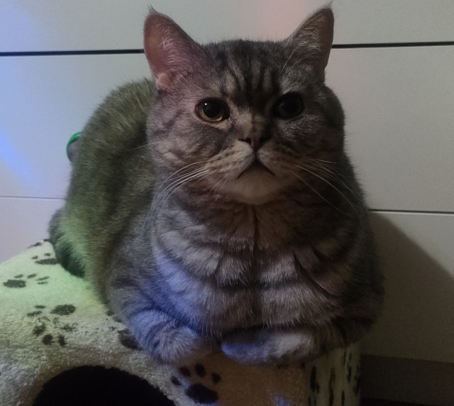 С котовторником ЯПовцы