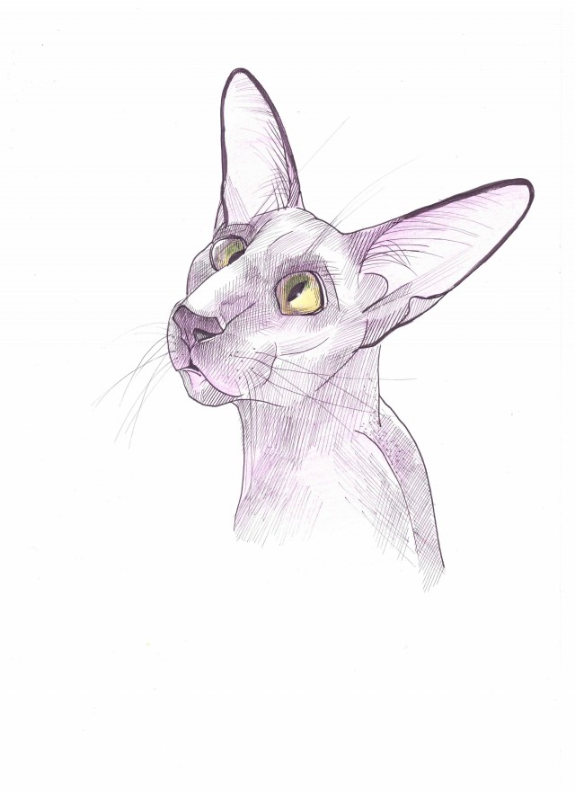 Кошка Фрося