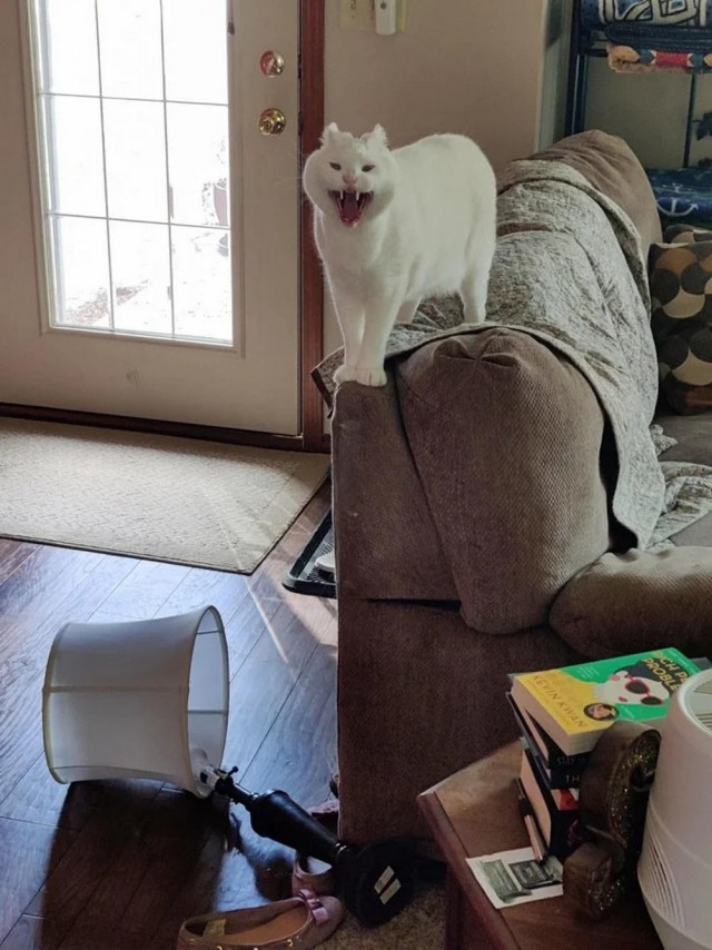 Котовторник в картинках