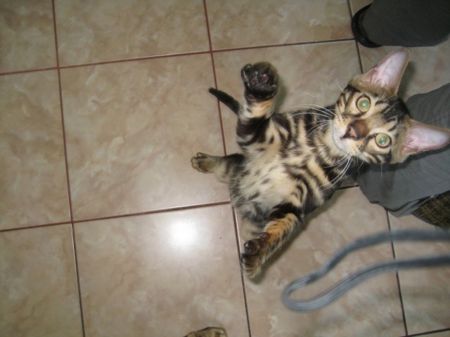 Котовторник 21.05.2013
