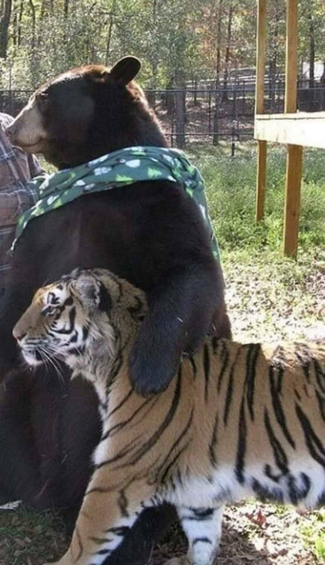 ФотоВинегрет