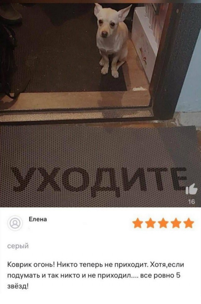 Весёлый полтишок 02.07.24