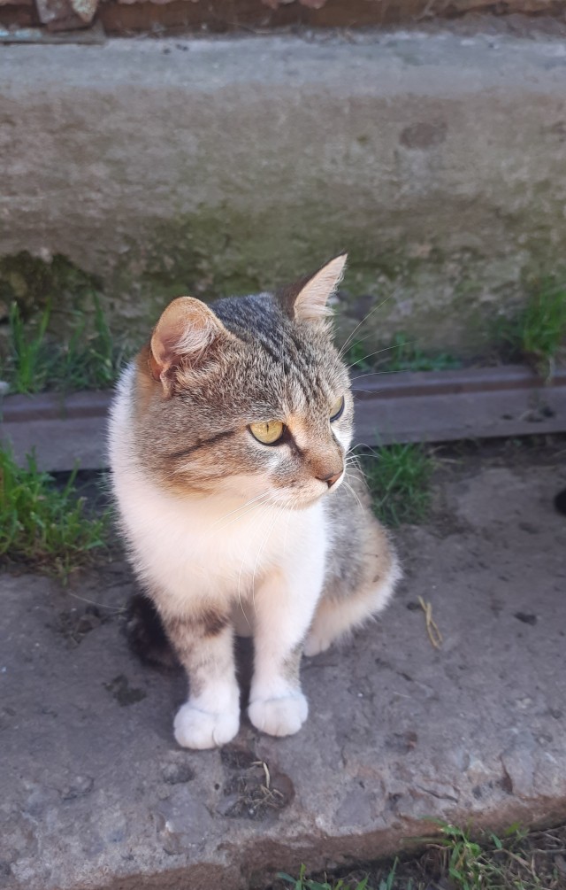 Котовторник же!