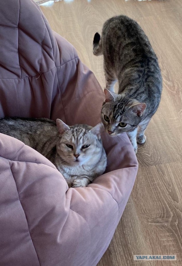 Котовторник