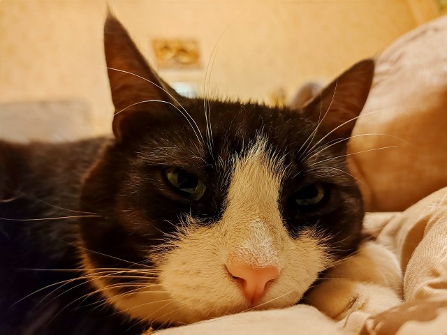 Котовторник 05/11/2024