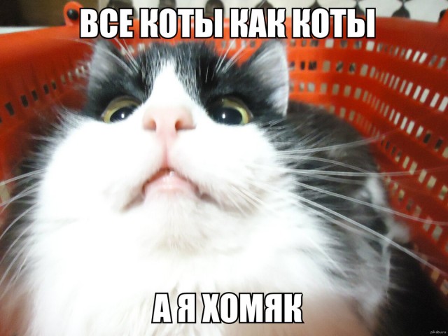 Котовторник в картинках