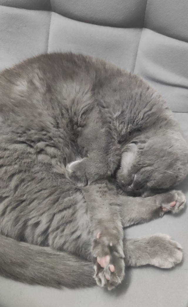 Котовторник!