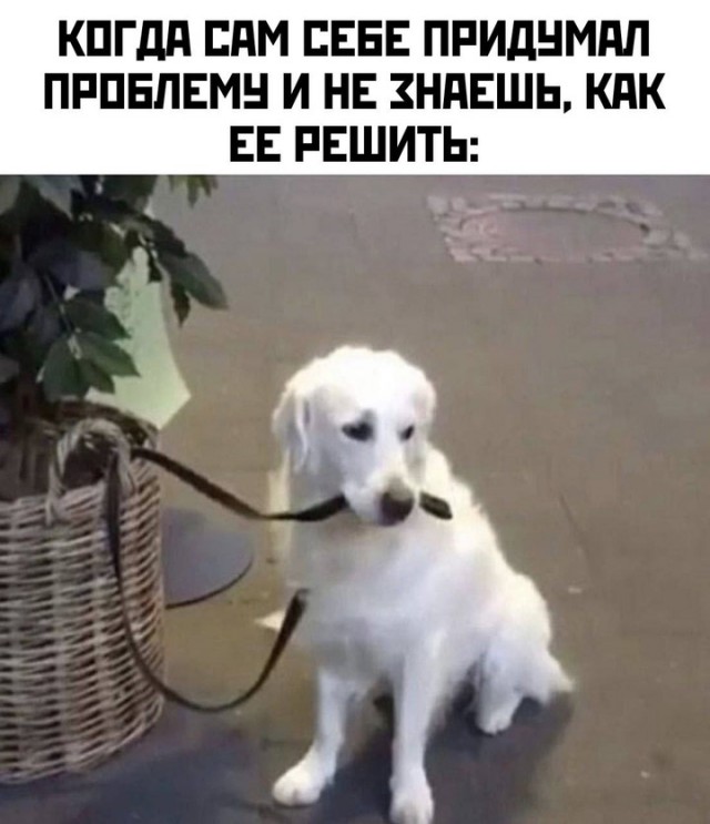 Весёлый полтишок 16.04 25.