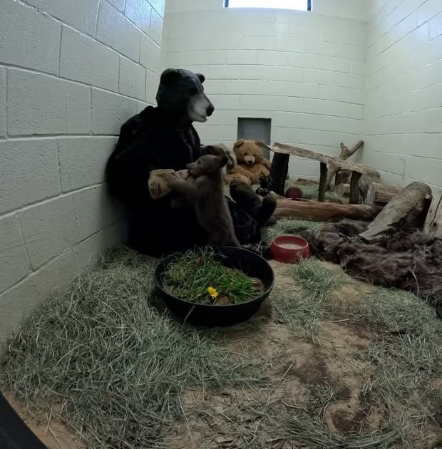 Люди в костюмах медведей воспитывают брошенного в калифорнийском лесу детеныша.