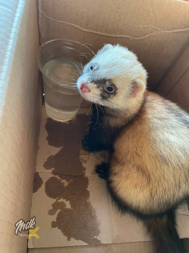 Потеряшка нашлась