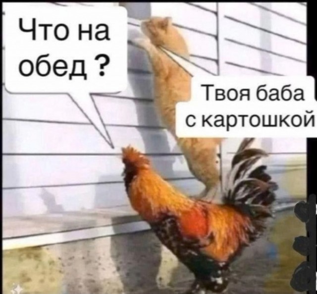 Смешные картинки с надписями и планы на лето 2025
