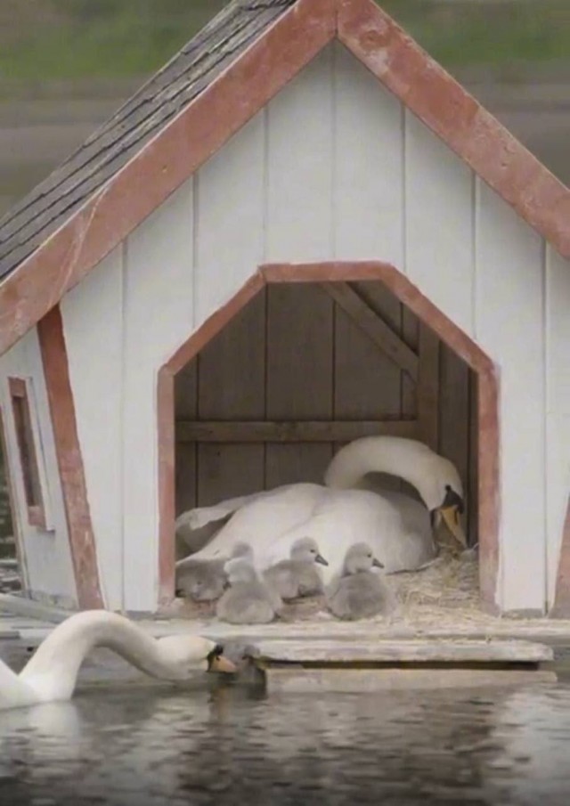 Лебеди с птенцами на Патриарших