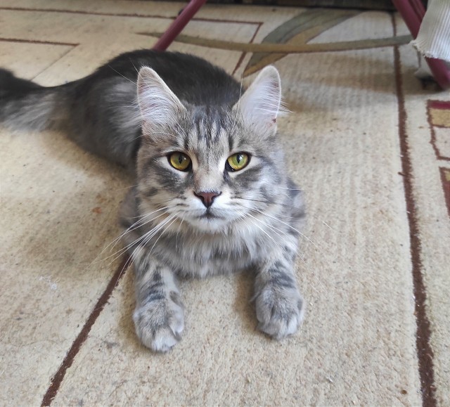 Котовторник.Наши модели