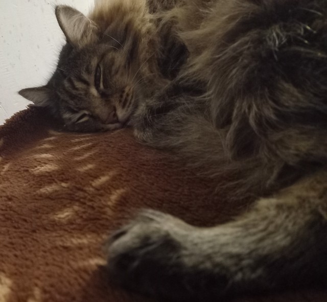 Котовторник