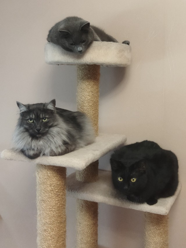 А котовторник уже пришёл?