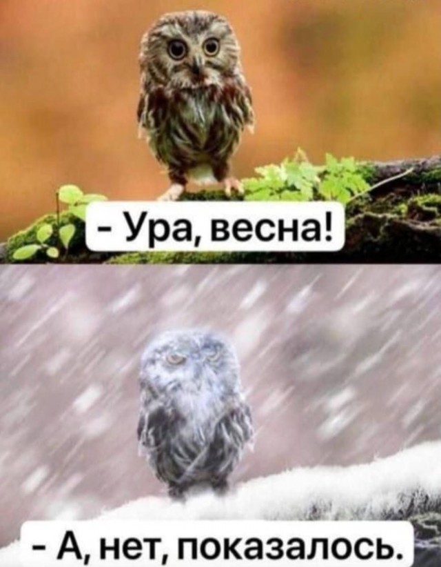 Картиночки, баянчики 11 марта