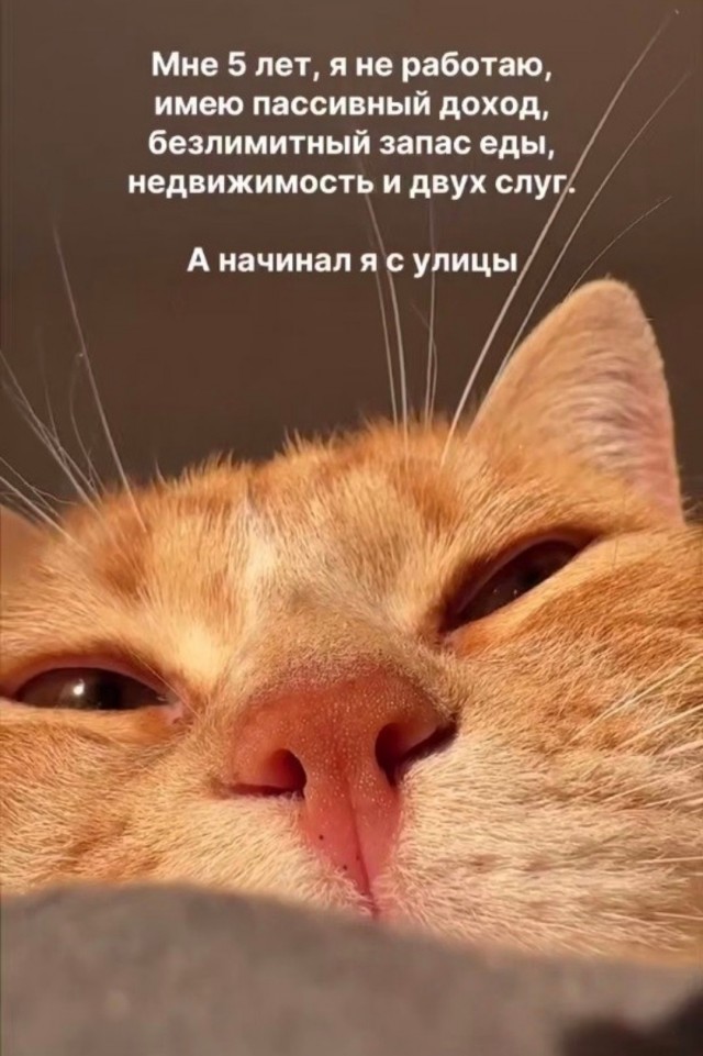 Выброшенный рыжий кот мëрз, пока его не впустили в дом