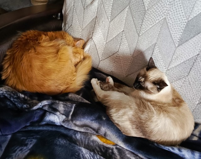 Котовторнок