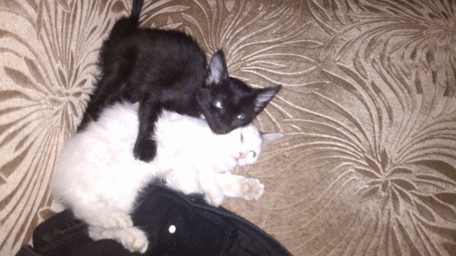 Котовторник 25.02.2014