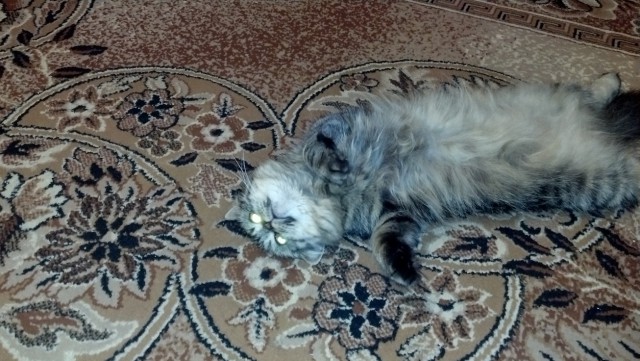Котовторник  25.03.2014