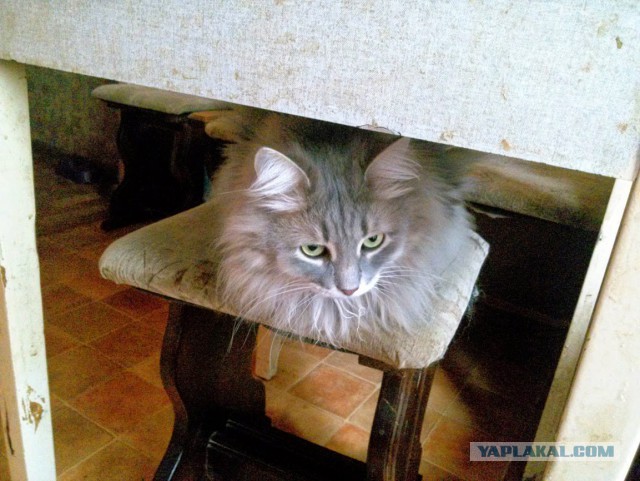 С Котовторником!
