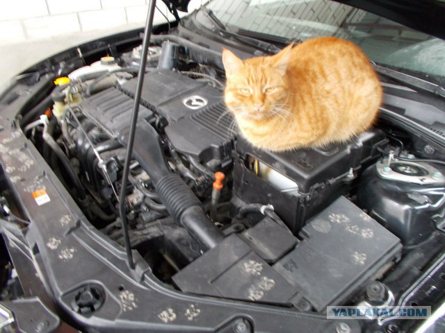 Котовторник 15.07.2014.