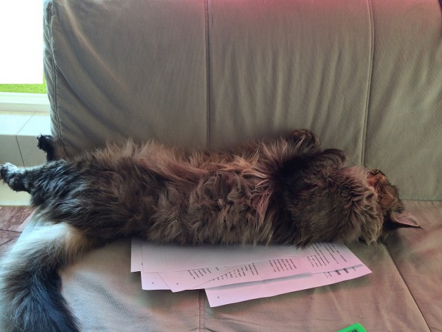 Котовторник 22.07.14