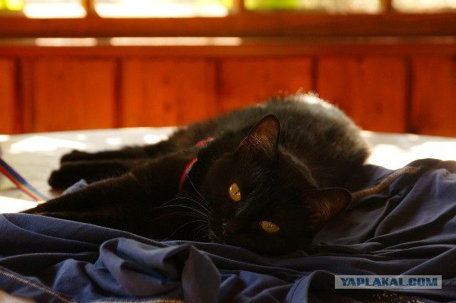 Котовторник 12.08.2014